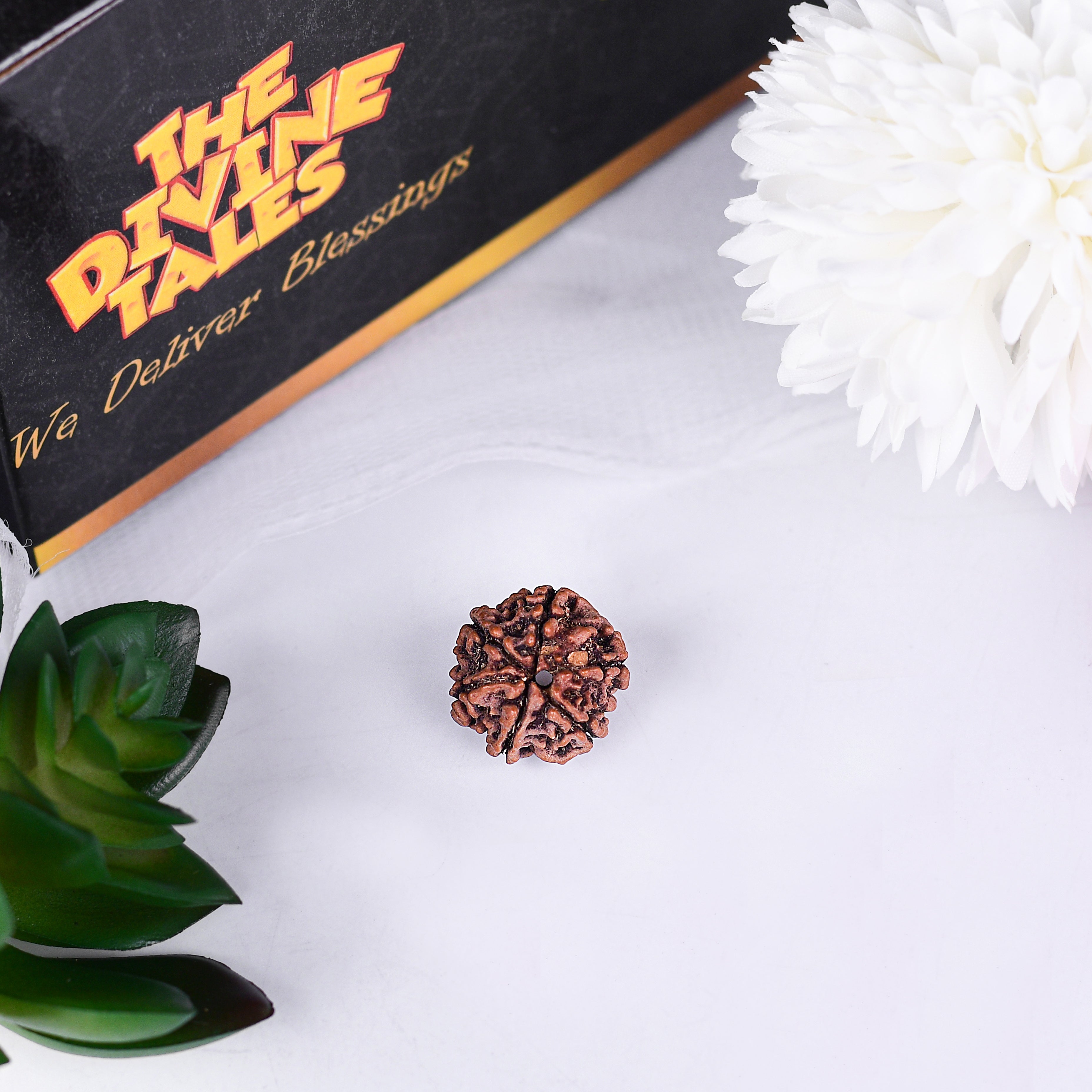 6 Mukhi Rudraksha With Lab Certificate